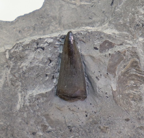 Zahn stenopterygius sp - stenopterygius,