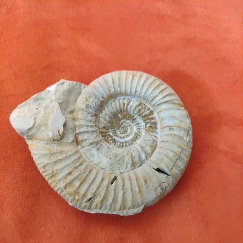 Ammonit lytoceras - ammonit,