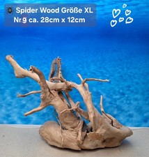 🪸 Moorkienwurzel-