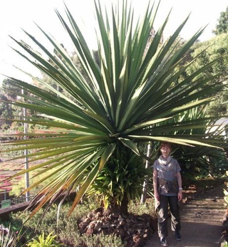 Yucca aloif zimmerpalme - aloif.,