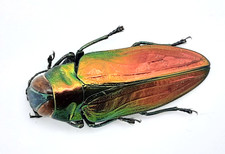 Buprestidae, Belionota