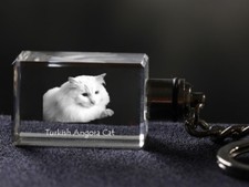 Türkisch Angora, Katze