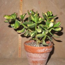 Crassula argentea cv Mikaeri