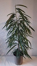 Gummibaum Ficus "Alii" -  Schmalblättrige Birkenfeige