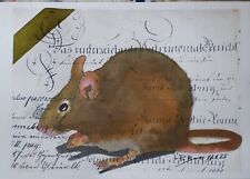 Originalzeichnung.      Ratte