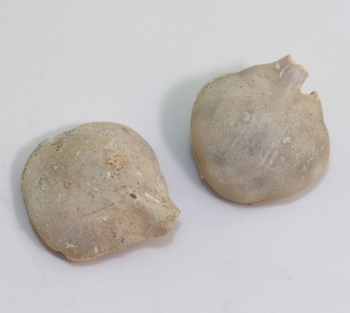 Krabbe leucosia sp - krabbe,,