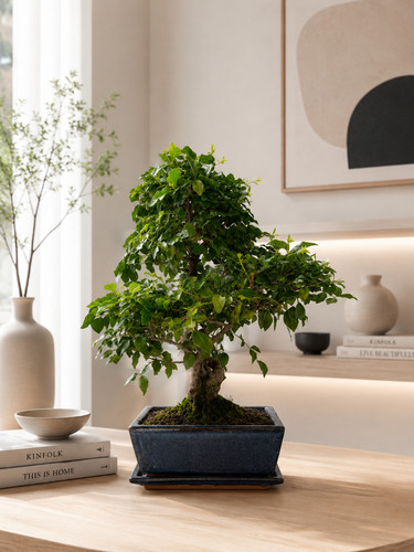 Bonsai ligustrum sinensis - ligustrum,