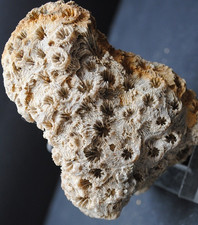 Fossilien, Korallen und