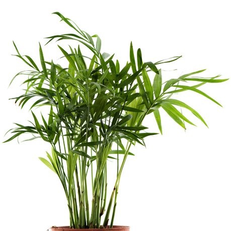 Bambuspalme chamaedorea - bambuspalme,