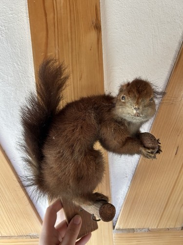 Eichhörnchen ausgestopft