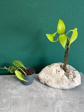 Anzuchtstation für Ableger