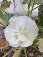 Stockrose Bauernrose (Alcea