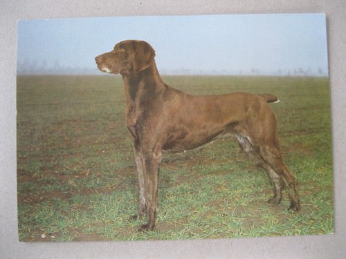 Deutsch kurzhaar hund - kurzhaar,