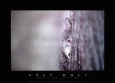 Poster Gray Wolf - Grey Wolf