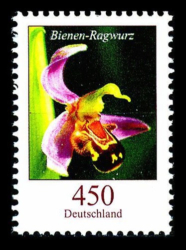 Blumen 450 - , (bienen-ragwurz)