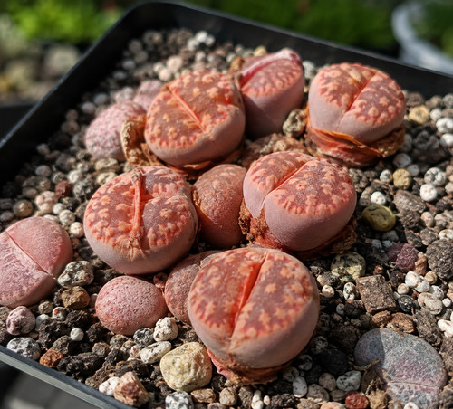 869xz lithops marmorata - lithops,