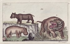 Nilpferd Hippo hippopotamus