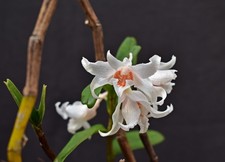 Dendrobium ochraceum var. albiflorum  Orchidee