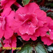 Achimenes - BriD's Naomi, - Bozana, - Rosella, Yellow English Rose 