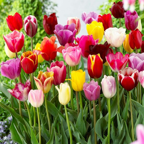 Tulpen blumenzwiebeln zwiebeln - tulpen,