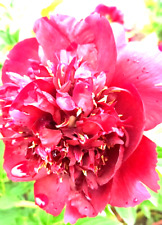 Stockrose, rot gefüllt,  essbare Blüten, Bauerngarten, Kübel, Balkon, dunkelrot