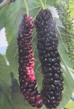 Morus 'Pakistano' - schwarze Riesen Maulbeere 140-170cm Maulbeerbaum saftig süß