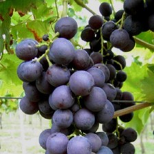 Traube blau Muskat Bleu
