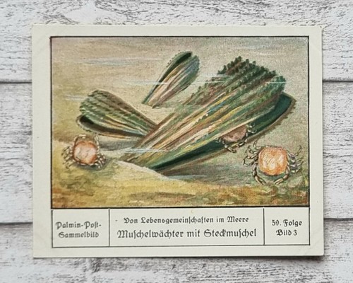 Muschelwächter steckmuschel - muschelwächter,