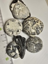 5 Seeigel Steinkern Ostsee