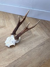 Kuriositätenkabinett Trophäe