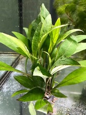 5x Großer Rosetten Wasserfreund Aquariumpflanzen Wasserpflanzen Pflanze Aquarium