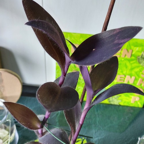 Tradescantia purple heart - purple,