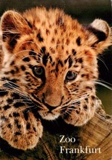 Tiger  Tigre-- Baby Zoo Frankfurt 