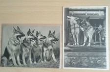 2 x AK-Schäferhunde schwarz-weiss, 1 x New York Sandra Weiner 1973