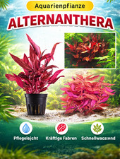 Alternanthera reineckii - alternanthera,