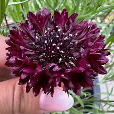 100 Samen Kornblume Schwarzer Ball Sorte Samen Blumensamen Garten Balkon Blumen