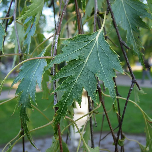 Schlitzblättrige birke - schlitzblättrige,