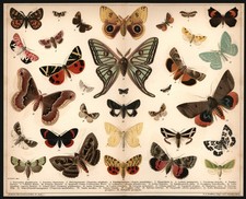 Lithographie 1896 - Schmetterlinge - Lepidoptera Motten Spanner Schwalbenschwanz