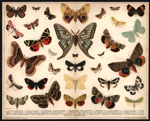 Lithographie 1896 - ,