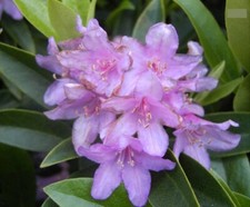 Rhododendron alpenrose olive - /,