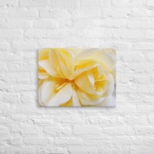 Leinwand, Rose gelb, weißer