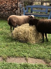 15-20 Kg 1.Schnitt  Heuballen  Schafe Esel ……. Biosphärengebiet