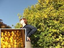 2 winterharte Orange-Palmen schnellwüchsige exotische Pflanzen im für den Garten