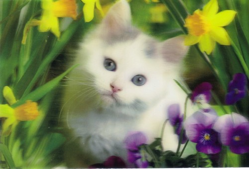 Magnet weiße katze - 3, magnet: