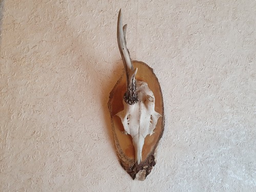 Jagd rehgeweih rehbock alter - ,