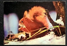 Tierpostkarten AK Tiere Postkarte Eichhörnchen ♡