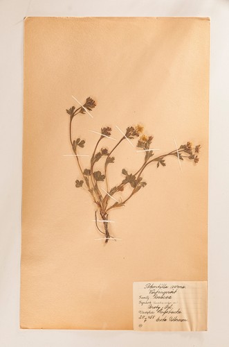 Naturgeschichte botanisches - naturgeschichte,
