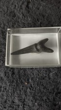 Haifischzahn fossil - (, miozän)