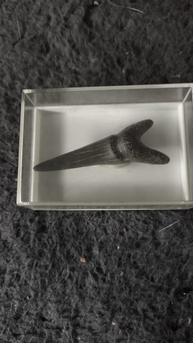 Haifischzahn fossil - haifischzahn, (