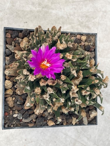 Ariocarpus agavoides we - cm,